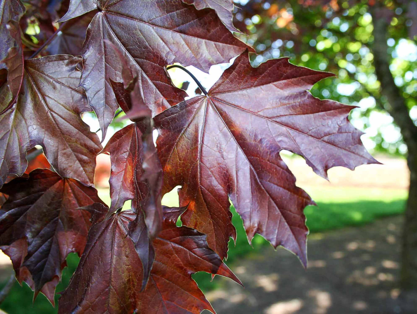 Crimson Maple Trees