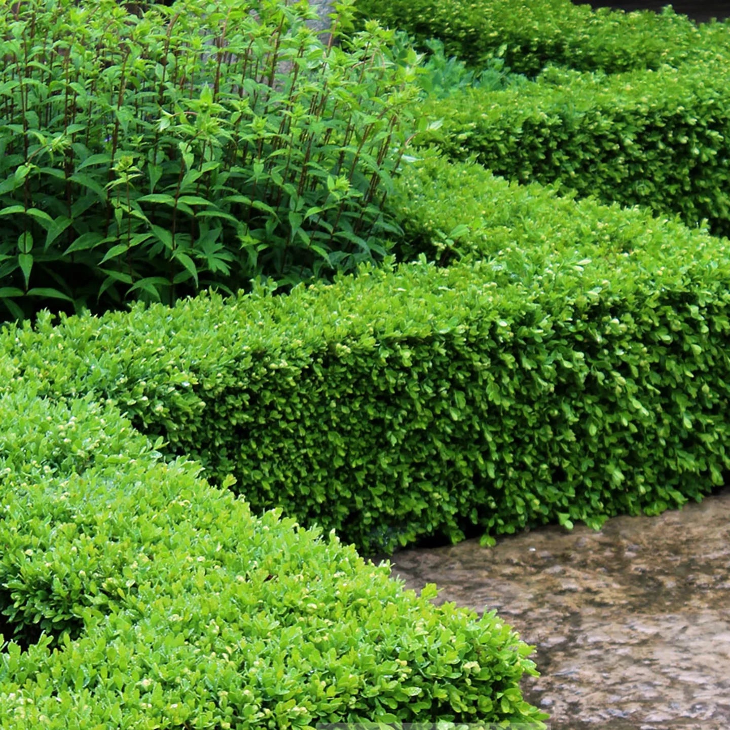 Green Velvet Boxwood