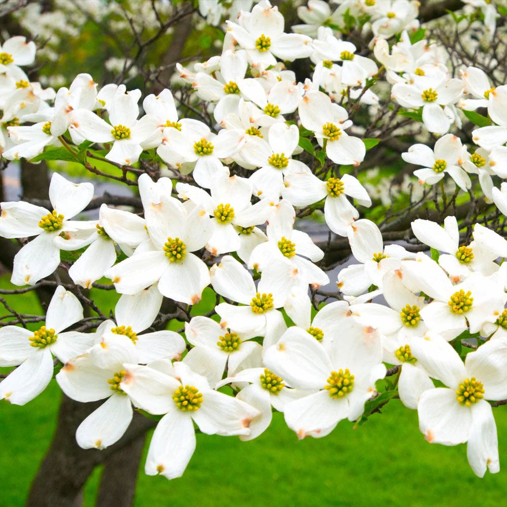 White Flowering Dogwood Tree
