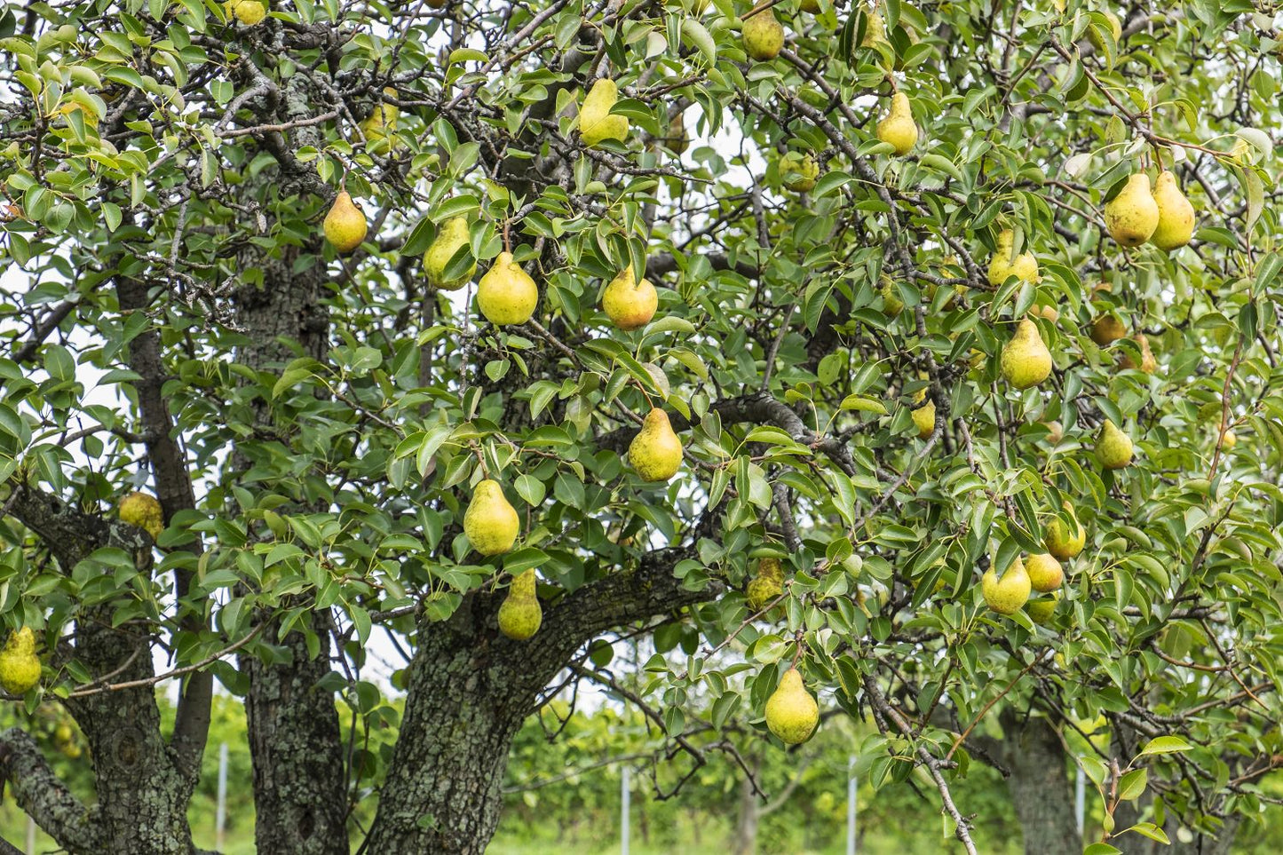 Bosc Pear Tree