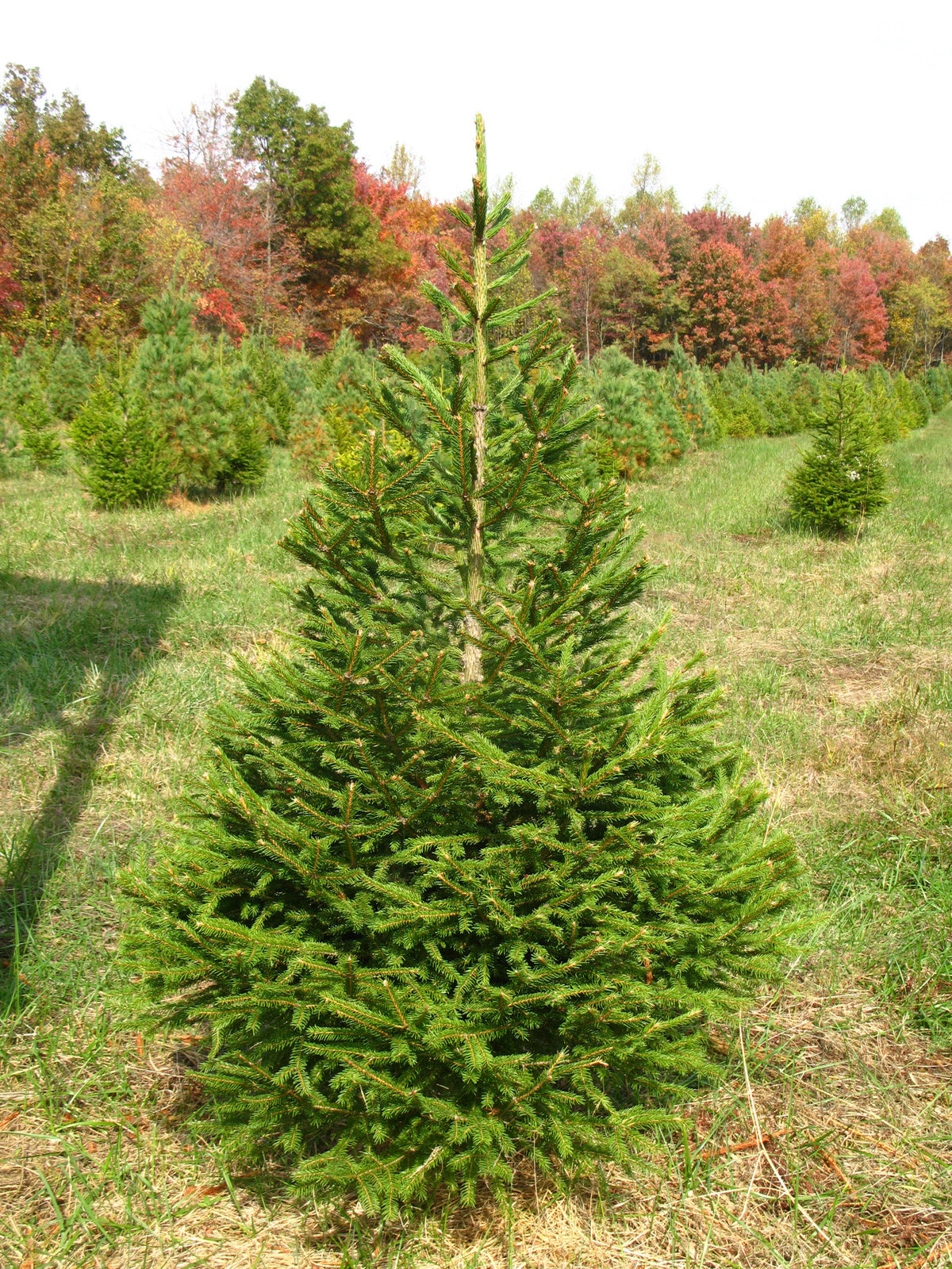 Norway Spruce Trees