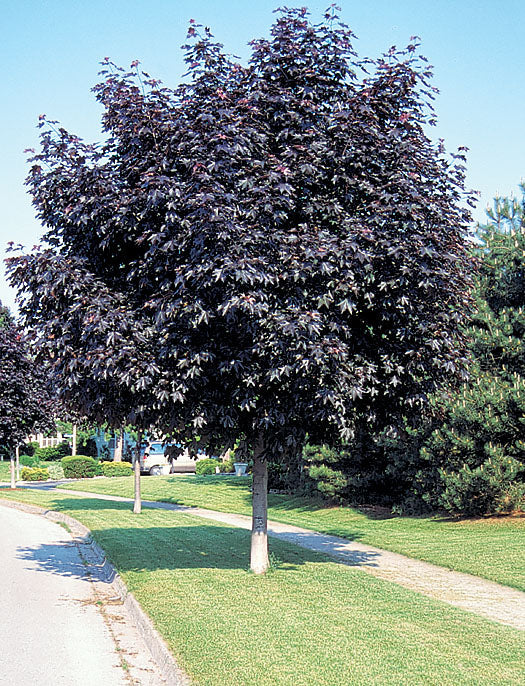 Crimson Maple Trees