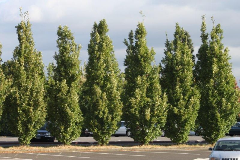 Pyramidal English Oak Tree