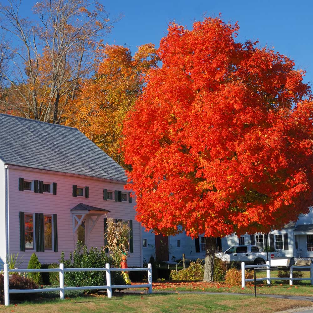 Autumn Blaze Maple Tree