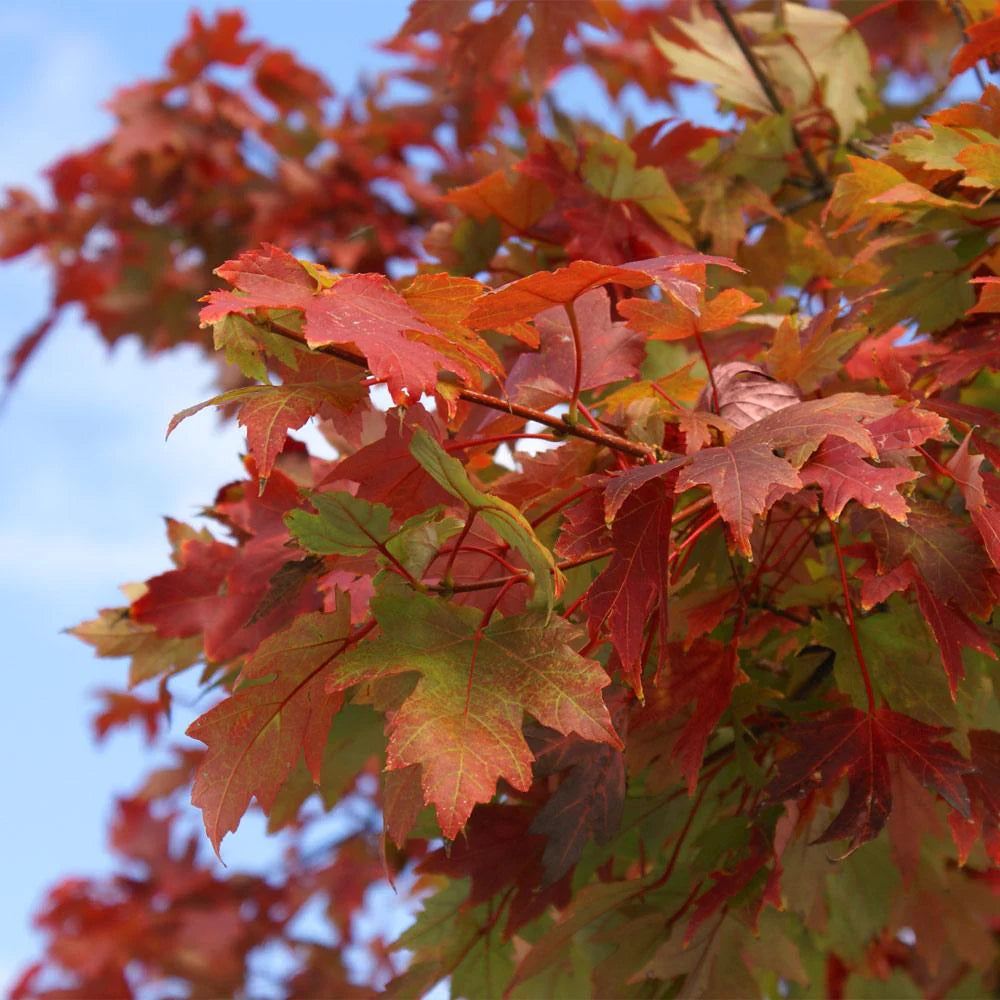 Autumn Blaze Maple Tree