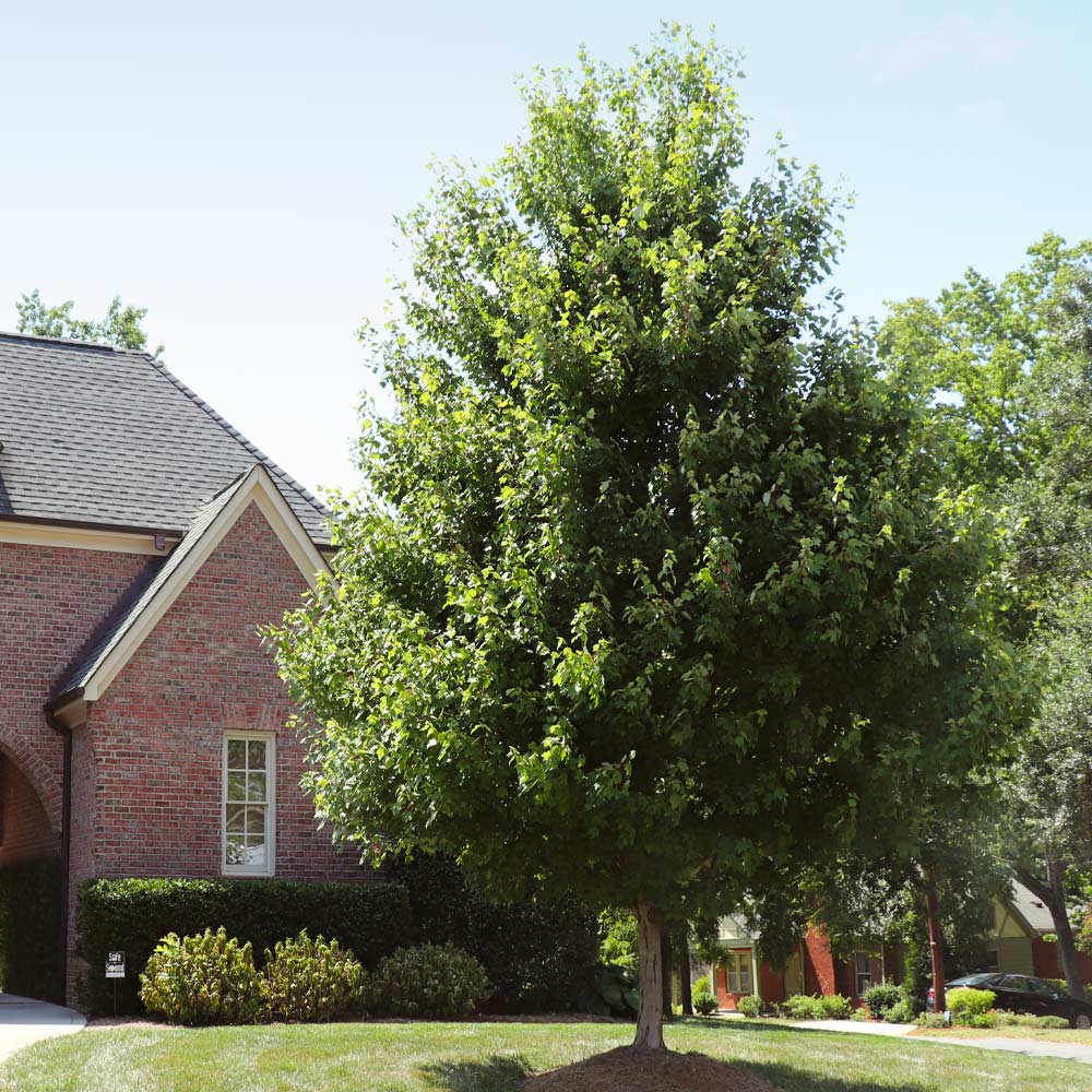 Autumn Blaze Maple Tree