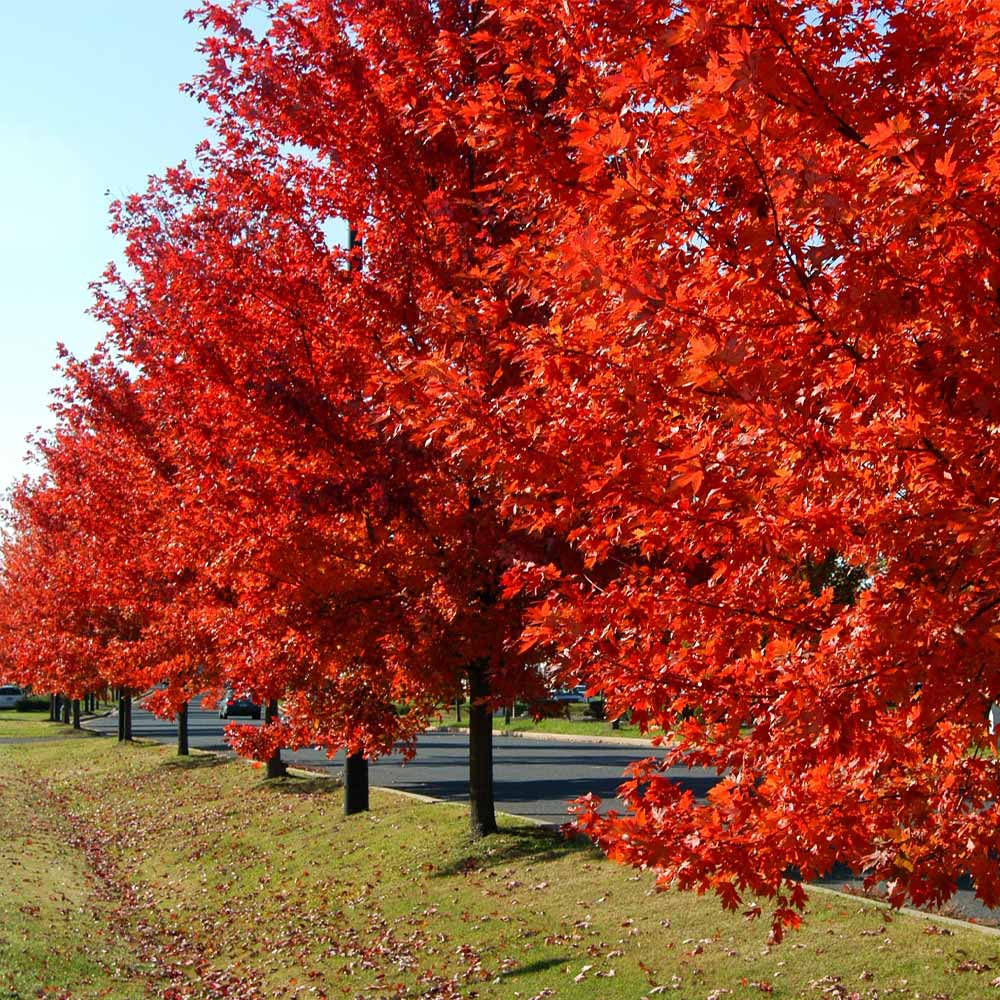 Autumn Blaze Maple Tree