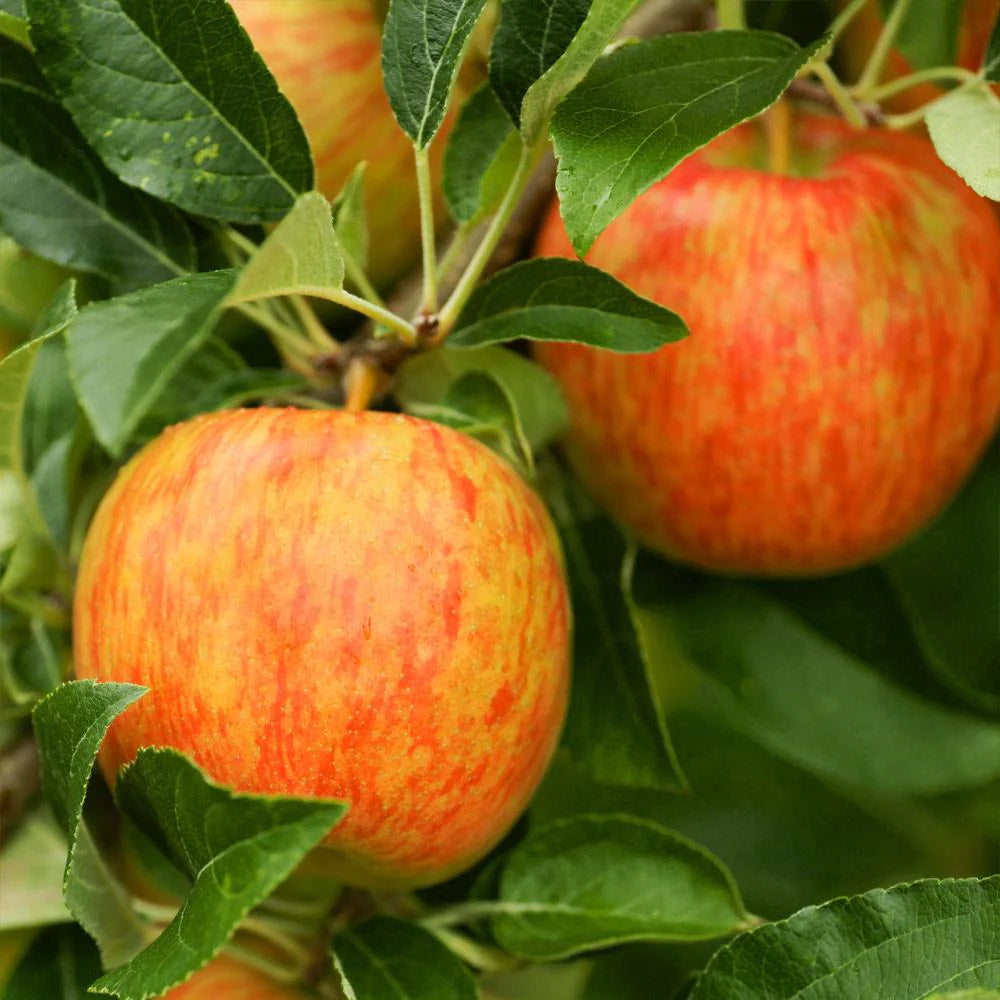 Honey Crisp Apple Trees