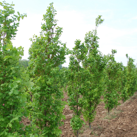 Pyramidal English Oak Tree