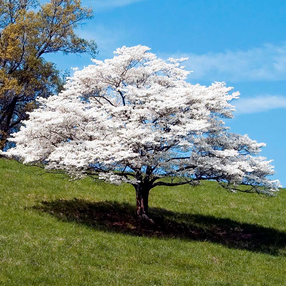 White Flowering Dogwood Tree