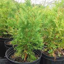 Eastern White Cedar Trees