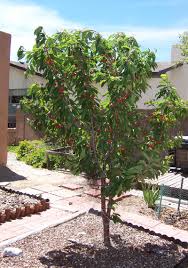 Bing Cherry Tree