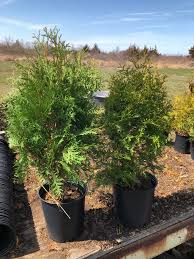 Eastern White Cedar Trees